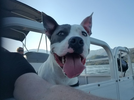 Entry image for Frankie. Clicking this image will show a larger photo