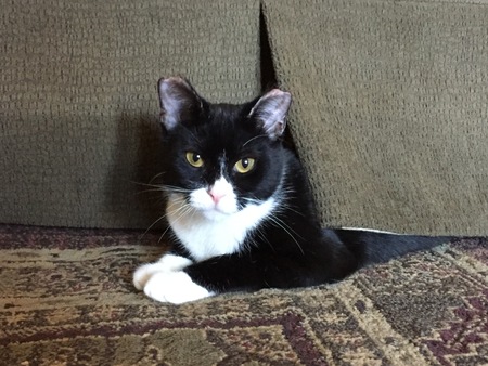 Entry image for Ziggy. Clicking this image will show a larger photo