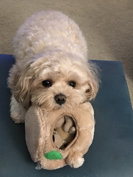 Entry image for Buddy. Clicking this image will show a larger photo