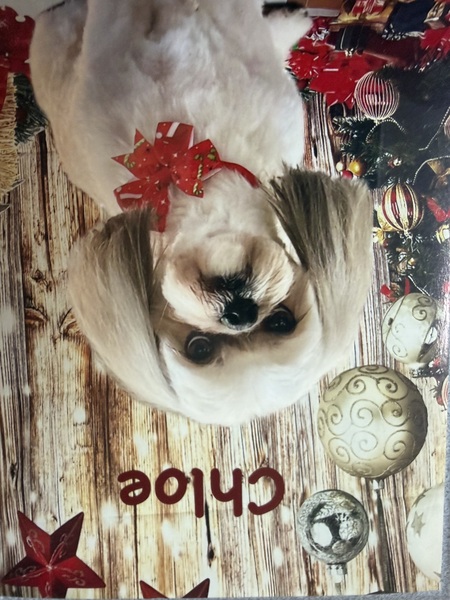 Entry image for Chloe . Clicking this image will show a larger photo