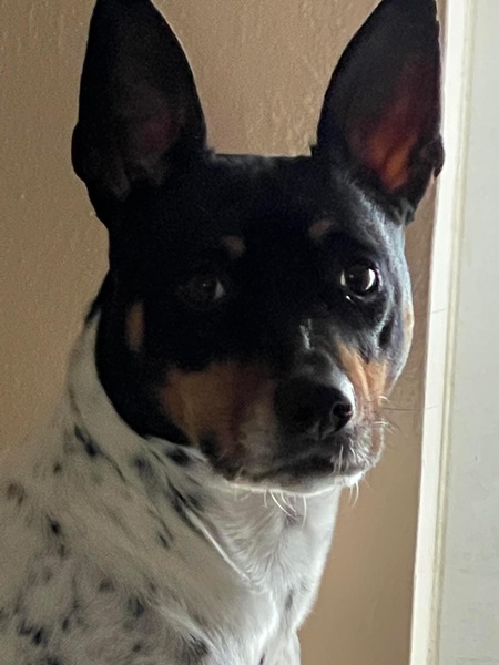 Entry image for Shiloh. Clicking this image will show a larger photo