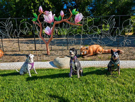Entry image for Luna, Winnie & Leilani. Clicking this image will show a larger photo