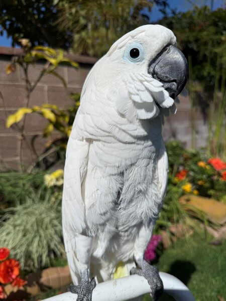 Entry image for Elvie . Clicking this image will show a larger photo