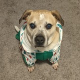 Entry image for Sammy