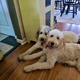 Entry image for Roo and Lexi