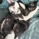 Entry image for Stormi & Josie 