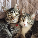 Entry image for Phred & Annie