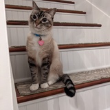 Entry image for Buster