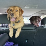 Entry image for Lokie and Fozzie