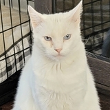 Entry image for Zeus