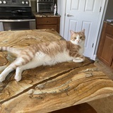 Entry image for Biscuit