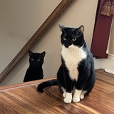 Entry image for Stormy and TChalla