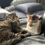 Entry image for Sparrow (left) and Pixie (right)