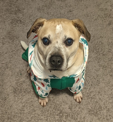 Entry image for Sammy. Clicking this image will show a larger photo