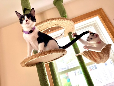 Entry image for Pearl & Opal. Clicking this image will show a larger photo
