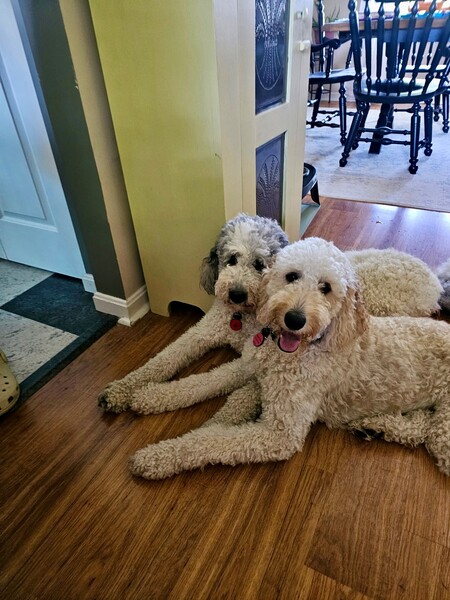 Entry image for Roo and Lexi. Clicking this image will show a larger photo