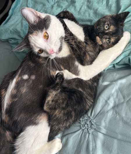 Entry image for Stormi & Josie . Clicking this image will show a larger photo