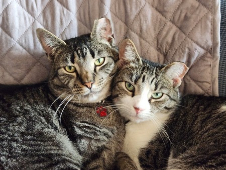Entry image for Phred & Annie. Clicking this image will show a larger photo