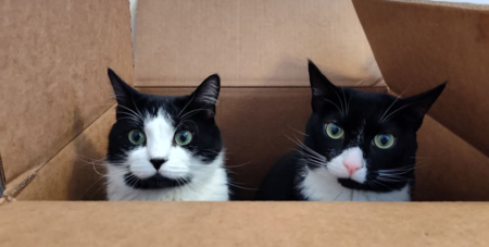 Entry image for Squirt and Saulie. Clicking this image will show a larger photo