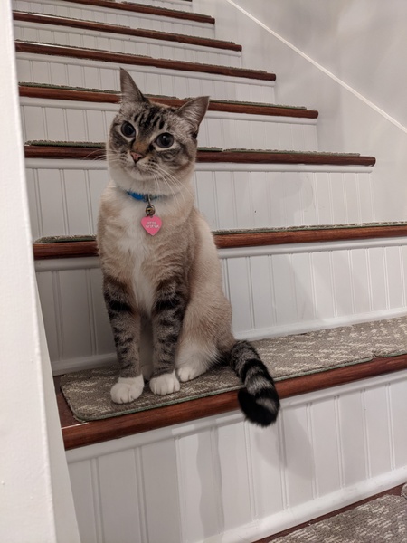Entry image for Buster. Clicking this image will show a larger photo