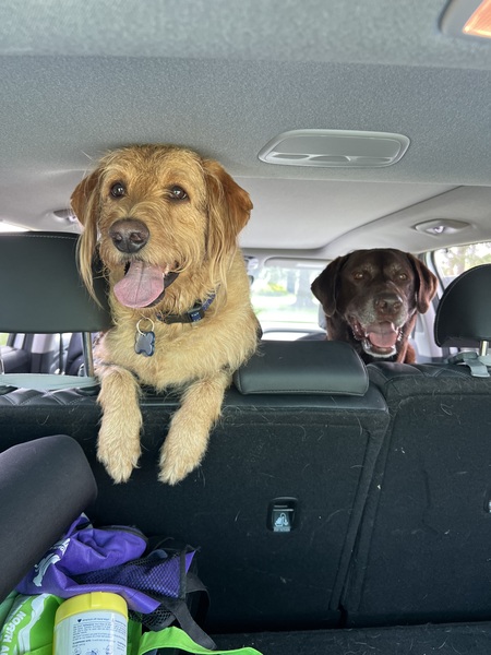 Entry image for Lokie and Fozzie. Clicking this image will show a larger photo