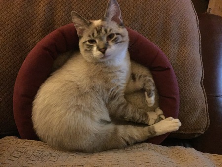 Entry image for KiKi. Clicking this image will show a larger photo