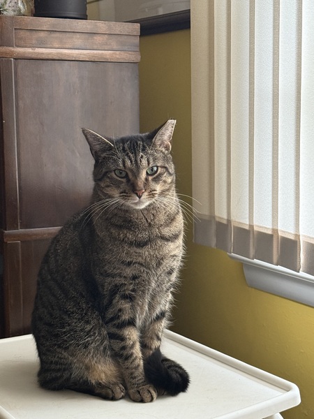 Entry image for Cassidy. Clicking this image will show a larger photo