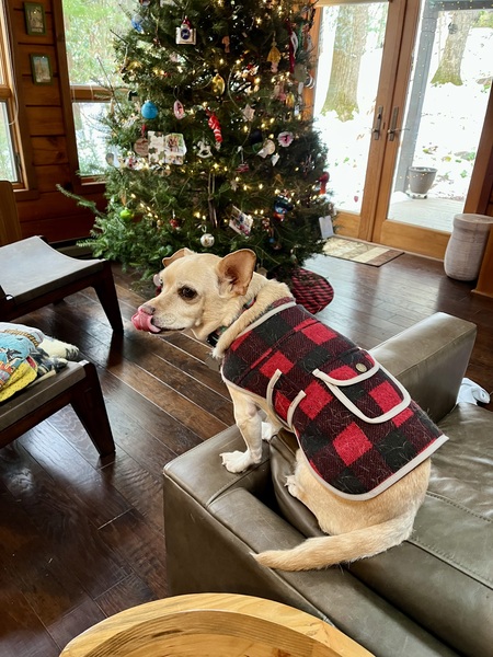 Entry image for Mr. Peabody. Clicking this image will show a larger photo