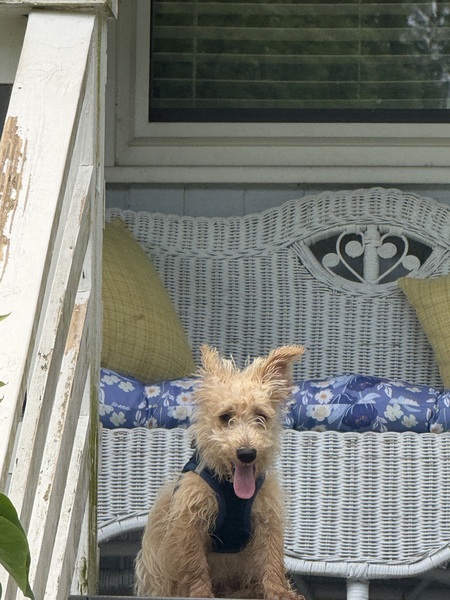 Entry image for Timmy. Clicking this image will show a larger photo