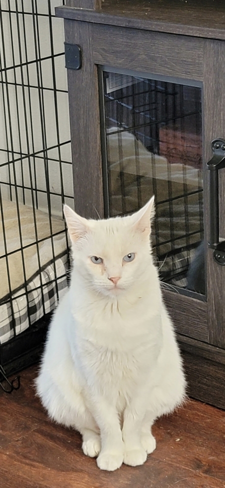 Entry image for Zeus. Clicking this image will show a larger photo