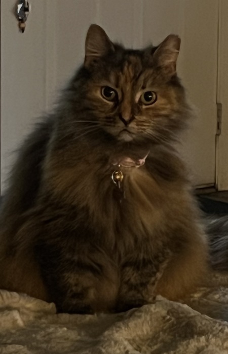 Entry image for Willow. Clicking this image will show a larger photo