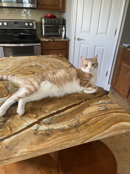 Entry image for Biscuit. Clicking this image will show a larger photo