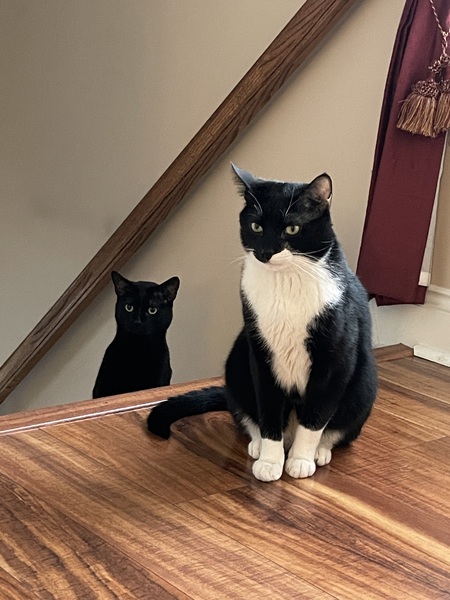 Entry image for Stormy and TChalla. Clicking this image will show a larger photo