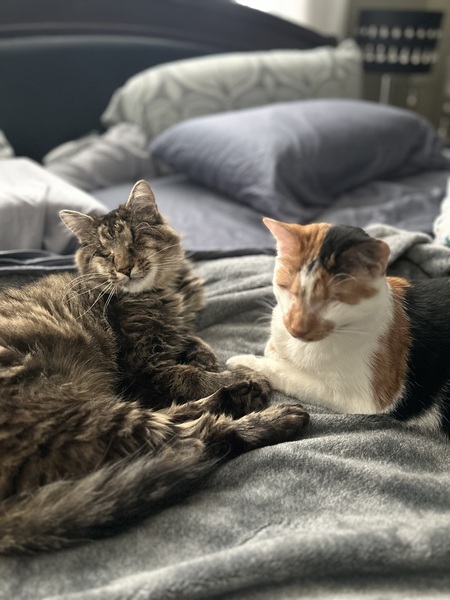 Entry image for Sparrow (left) and Pixie (right). Clicking this image will show a larger photo
