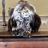 Entry image for Milo