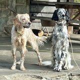 Entry image for Robby & Ringo