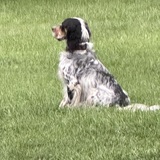Entry image for Charlie