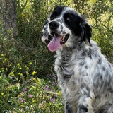 Entry image for Rory 
