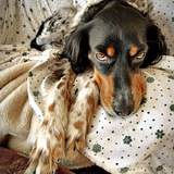 Entry image for Olive ... "Ollie"