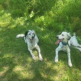 Entry image for Antony and Biscuit