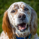 Entry image for Casper 