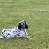 Entry image for Bennet(formerly Oscar)