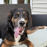 Entry image for Ceres