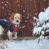 Entry image for Holly