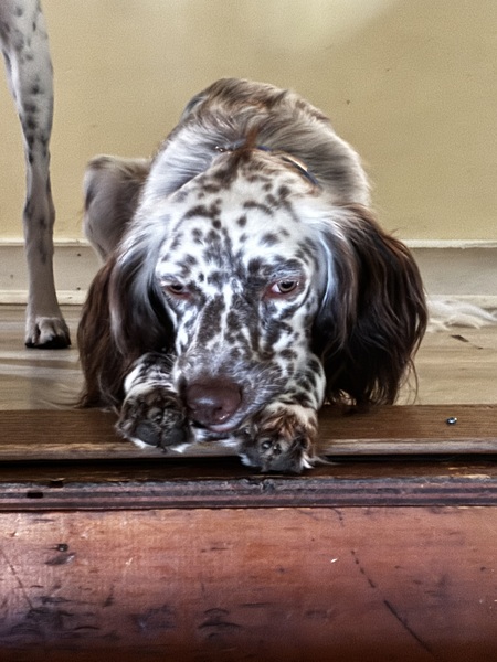 Entry image for Milo. Clicking this image will show a larger photo