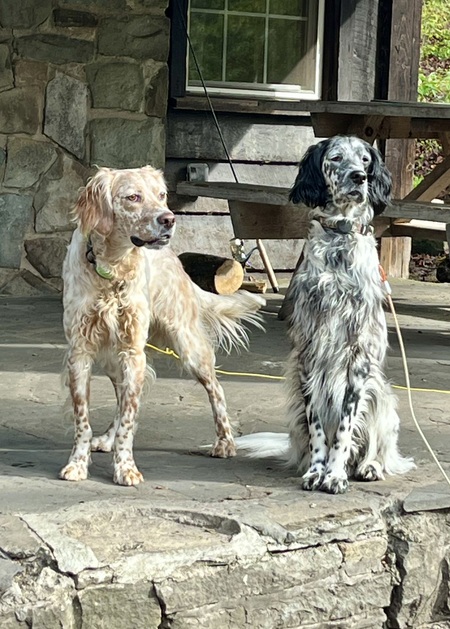 Entry image for Robby & Ringo. Clicking this image will show a larger photo