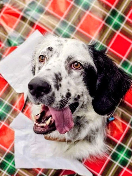 Entry image for Duke. Clicking this image will show a larger photo