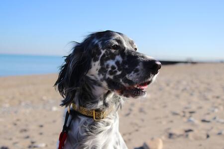 Entry image for Zena . Clicking this image will show a larger photo