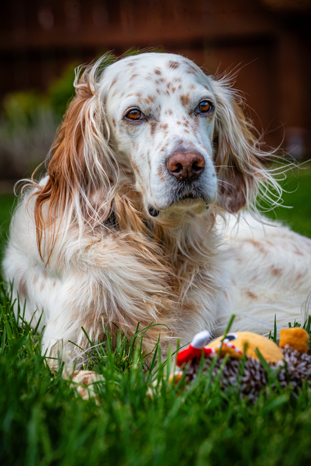 Entry image for Rex. Clicking this image will show a larger photo