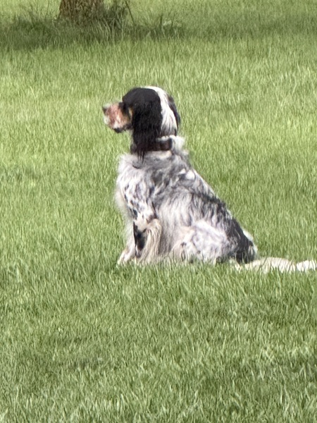 Entry image for Charlie. Clicking this image will show a larger photo